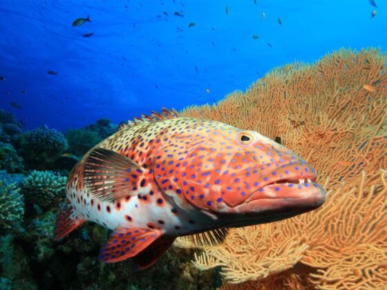 Grouper at Om Sid