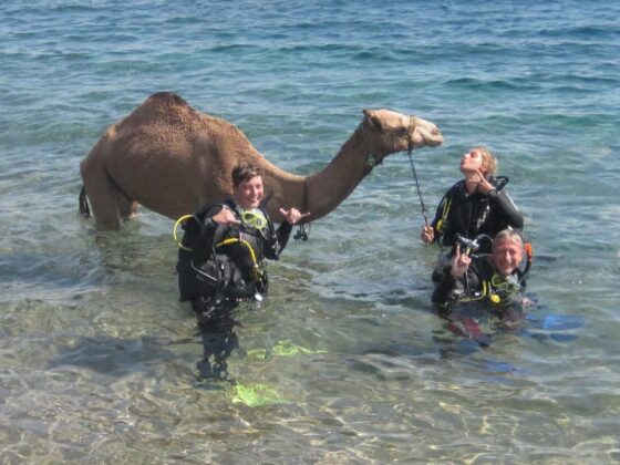 PADI Rescue Course With A Camel