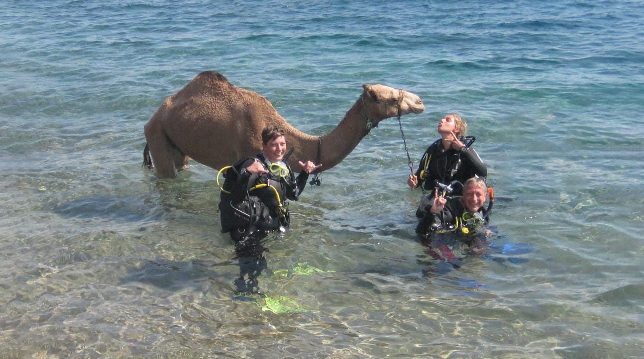 PADI Rescue Course With A Camel