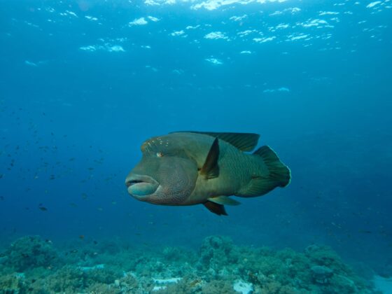 Napoleon at Mashraba reef