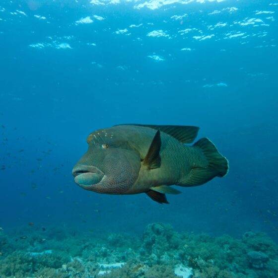Napoleon at Mashraba reef