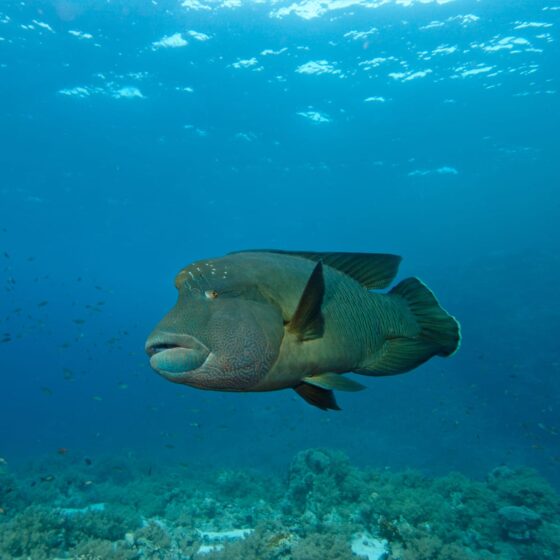 Napoleon at Mashraba reef