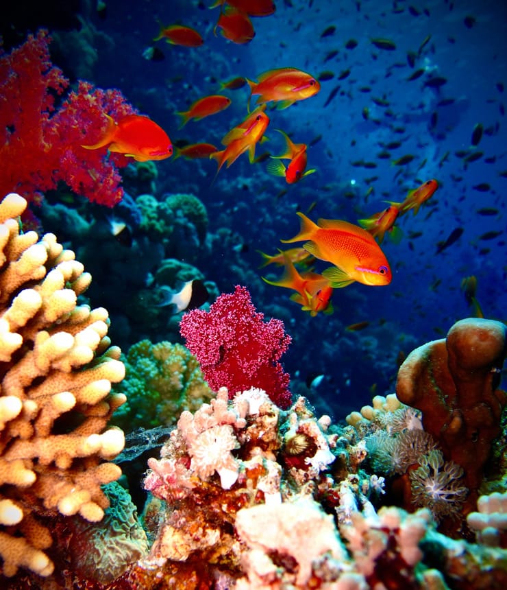 Gordon reef at straits of Tiran