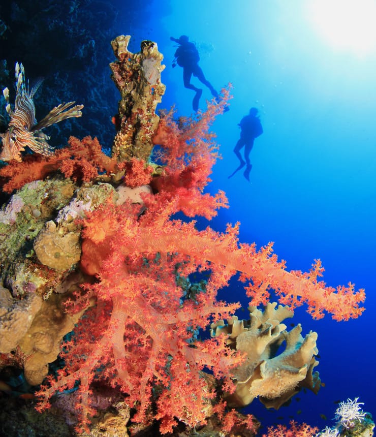 Yolanda Reef at Ras Mohammed National Park