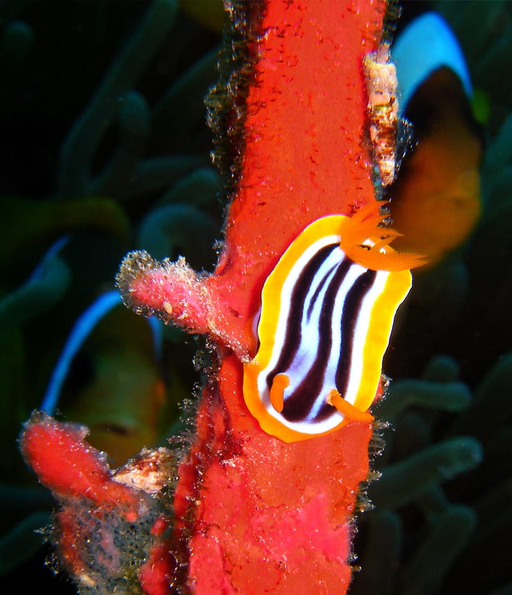 Marco photos at Mashraba dive site Dahab