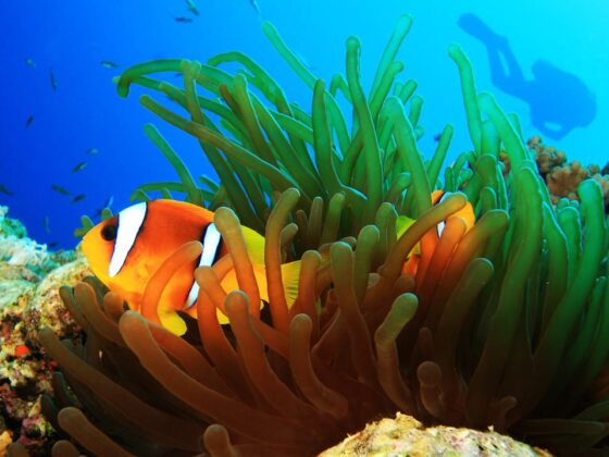 Anemonefish at South Oasis dive sites