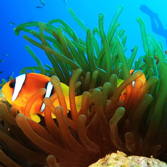 Anemonefish at South Oasis dive sites