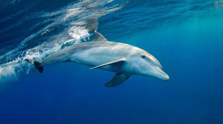 Dolphin at Boat Trip to Gabr El Bint with Sea Dancer