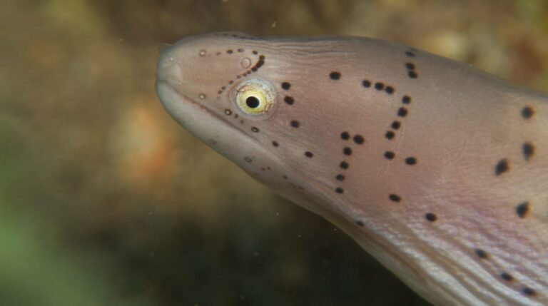 Little moray at South Oasis Area