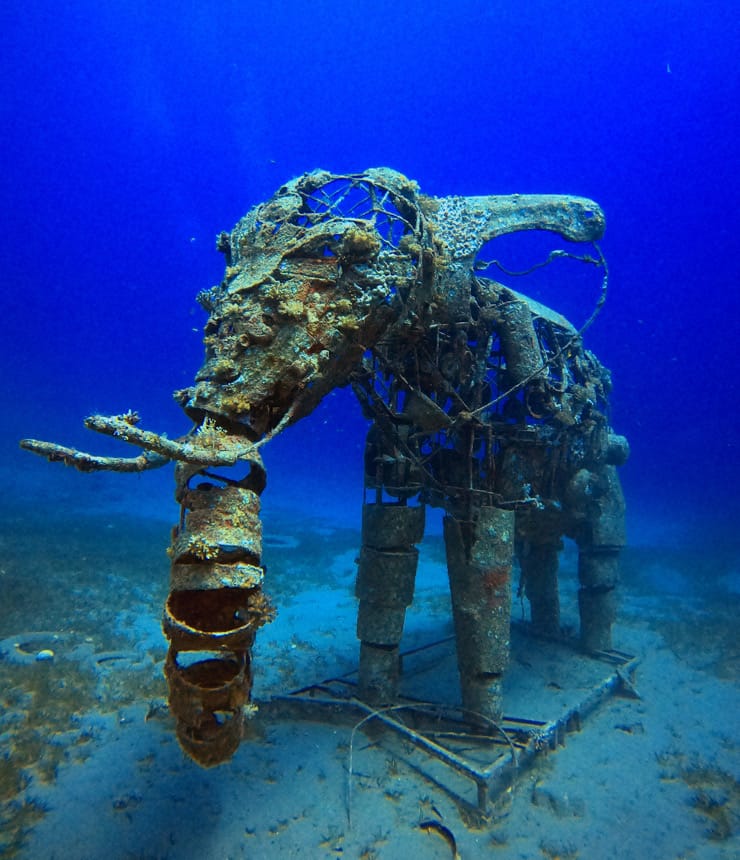 Elephant at The Lighthouse Dive Site, Dahab