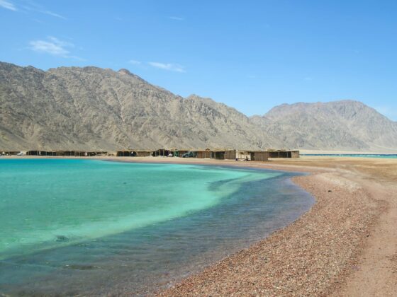 Camel Safaris to Ras Abu Galum