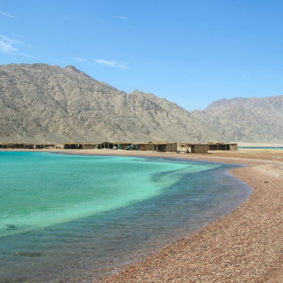 Camel Safaris to Ras Abu Galum