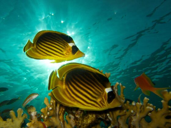 Underwater photography course at Abu Helal