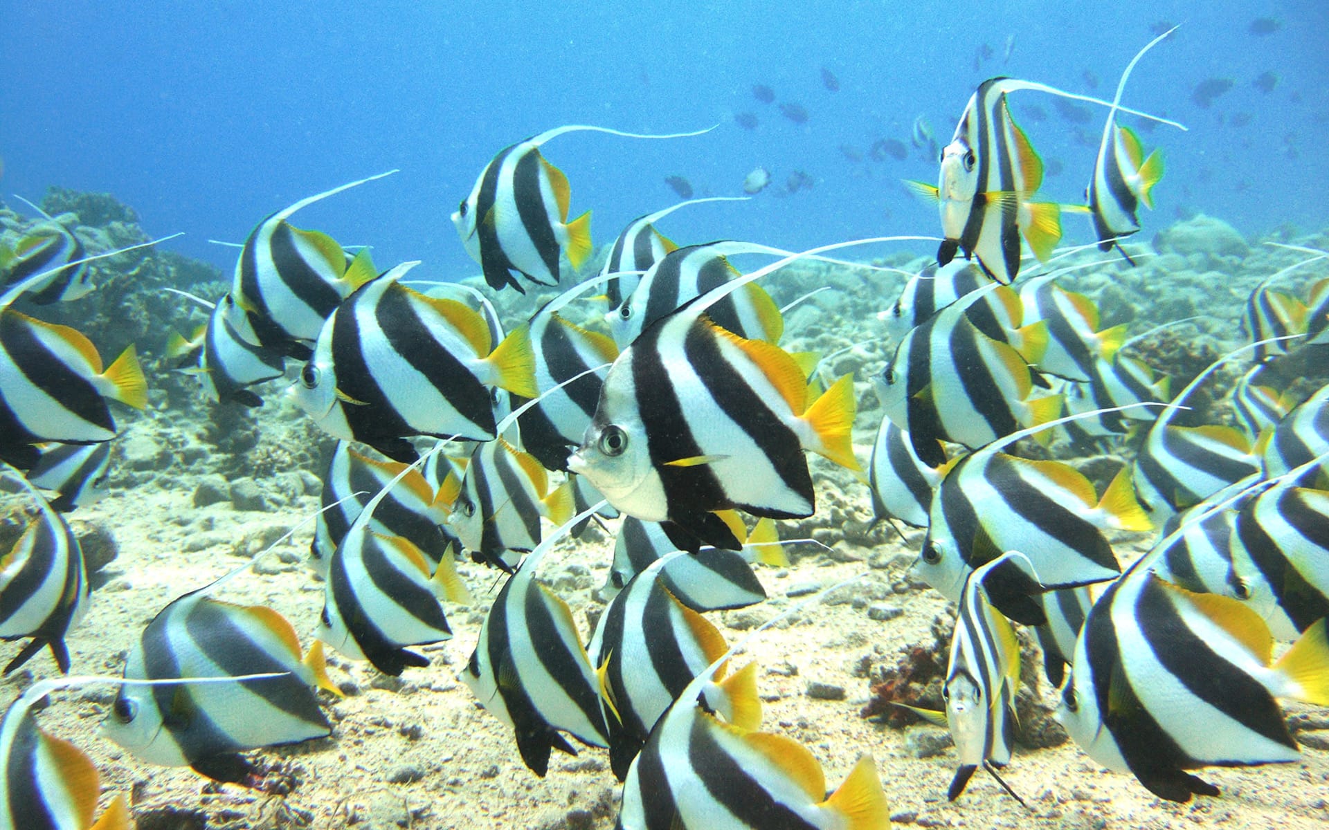 Bannerfish Bay - Our House Reef - Sea Dancer Dive Center