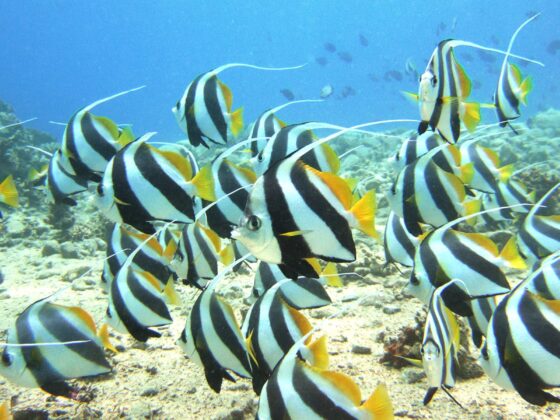 Bannerfish Bay - Sea Dancers House Reef