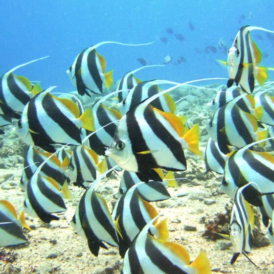 Bannerfish Bay - Sea Dancers House Reef