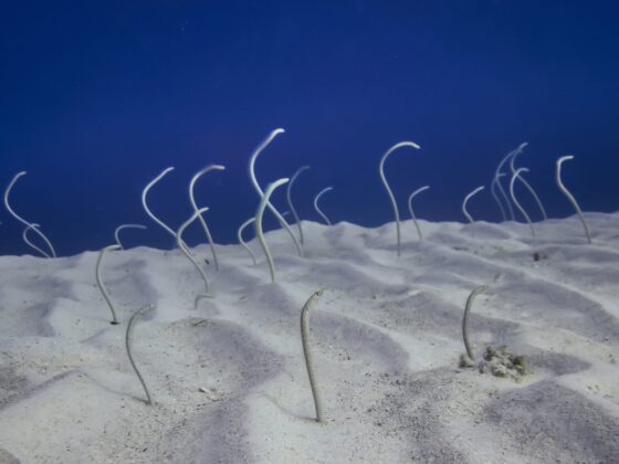 Eel Garden Dahab