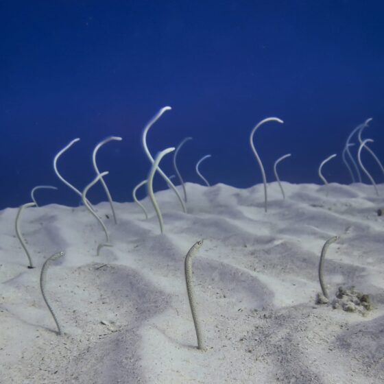 Eel Garden Dahab