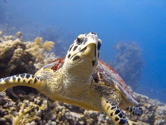 Turtle Ricks Reef