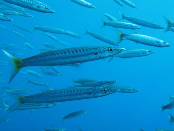 Barracudas at The Islands Dahab