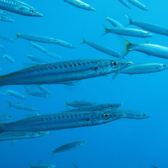 Barracudas at The Islands Dahab