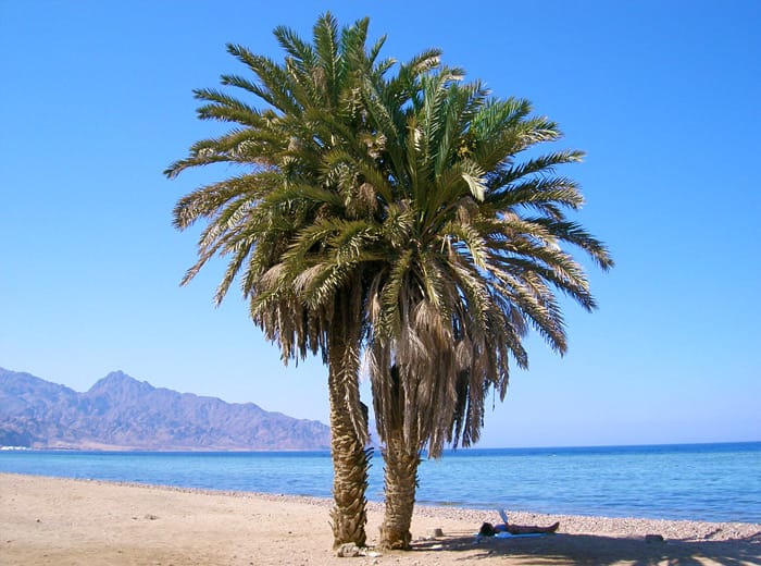 Dahab