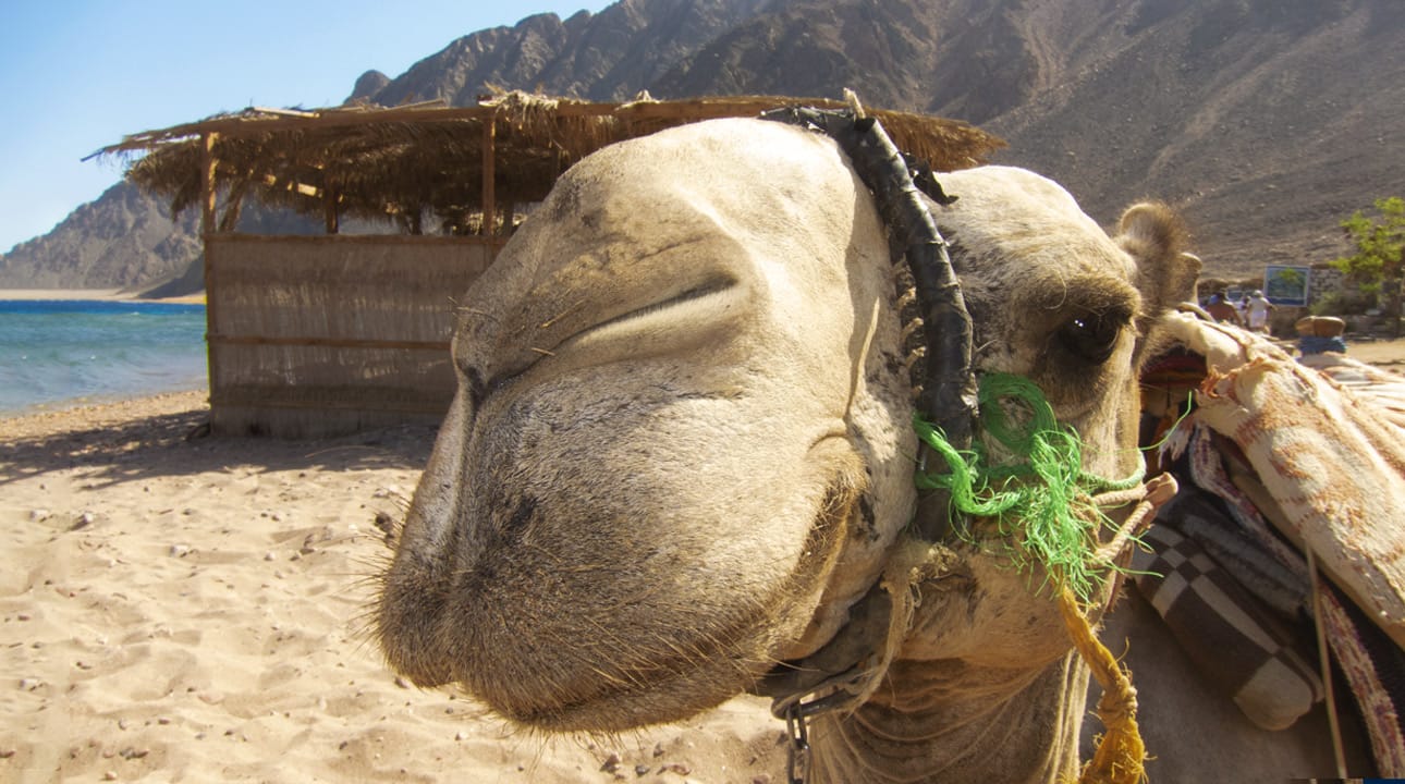 Camel Diving Safaris - Sea Dancer Dive Center