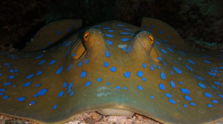 Night diving at The Lighthouse