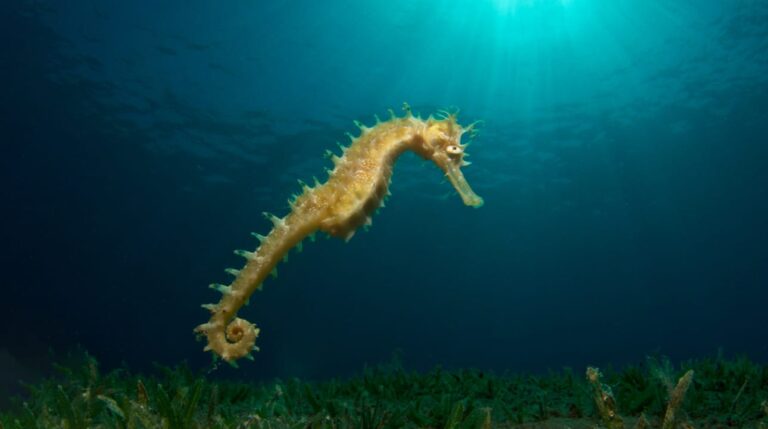 Seahorse at Bannerfish Bay