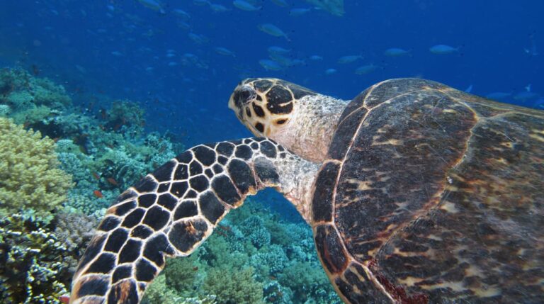 Turtle swimming at The Islands dive site