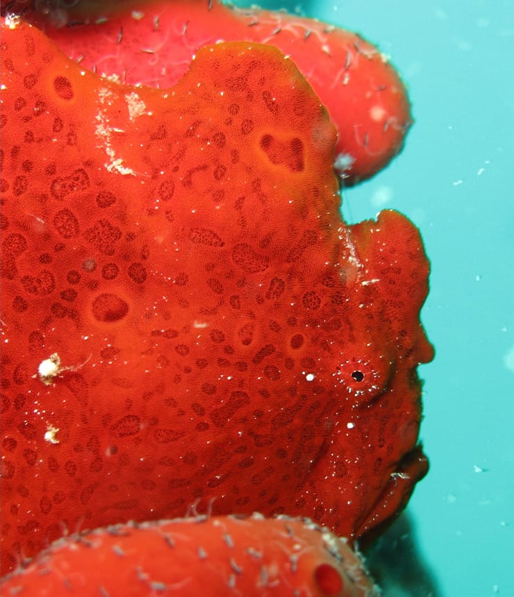 Frogfish at Bannerfish Bay Dahab