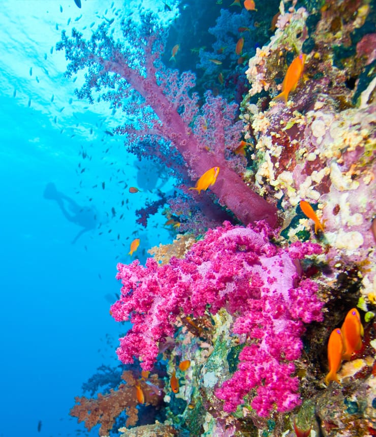 Boat Diving with Sea Dancer