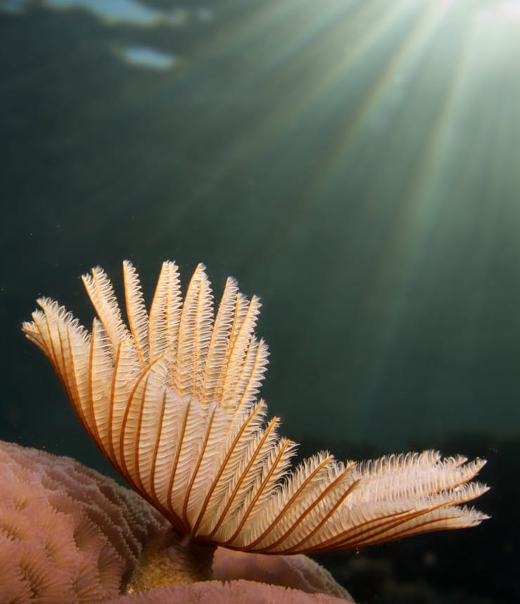 The Islands coral life