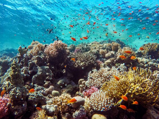 Dive The Lighthouse Dahab with Sea Dancer