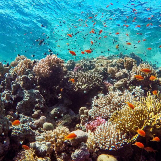 Dive The Lighthouse Dahab with Sea Dancer