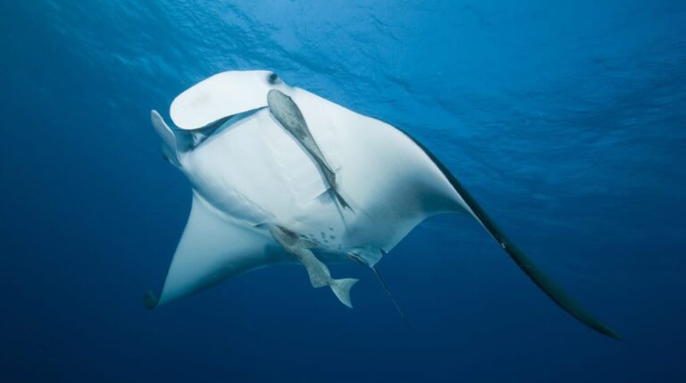 Scuba Diving Liveaboard at the Red Sea